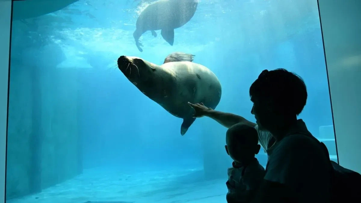 Афиша трансляции Экскурсия по павильону "Ластоногие" в Московском зоопарке