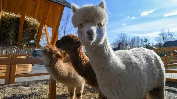 Афиша трансляции Как живут альпака во время самоизоляции