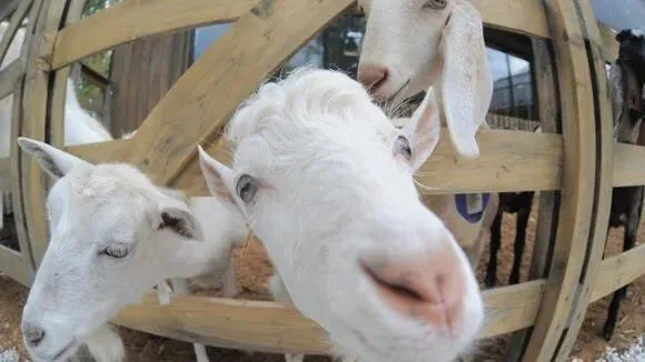 Афиша трансляции Какие животные обитают на городской ферме ВДНХ