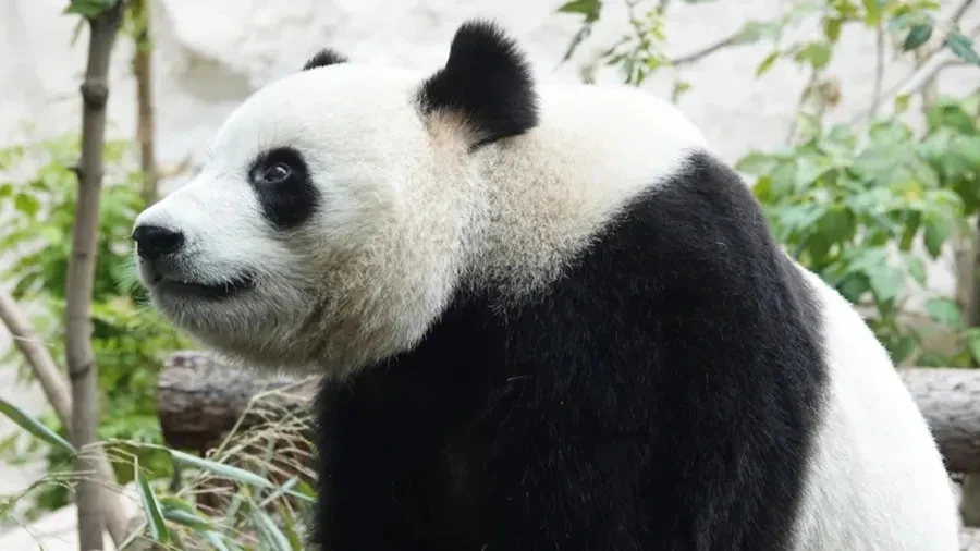 Афиша трансляции Дни рождения больших панд в Московском зоопарке