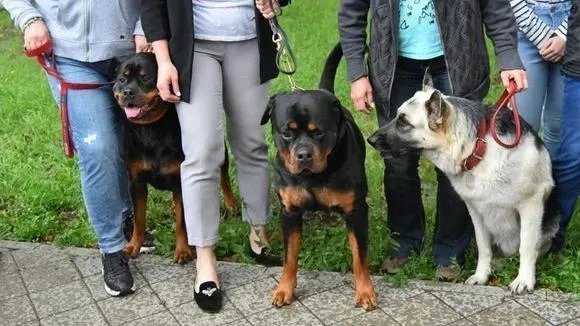 Афиша трансляции Как дрессировать собаку и показывать ее на выставке