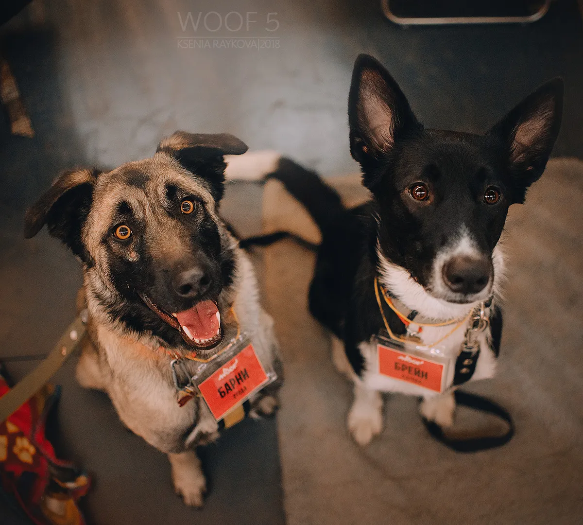 Афиша трансляции Фестиваль WOOF в поддержку животных из приютов