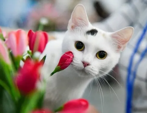 Афиша трансляции Как найти четвероногого друга