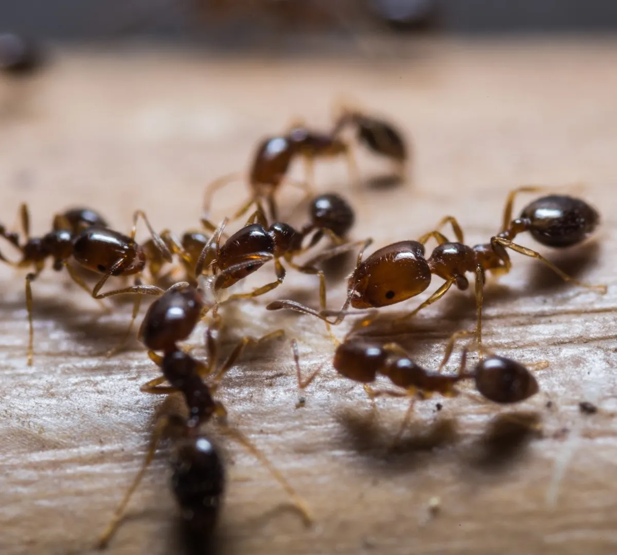 Афиша трансляции Как приготовить кашу из муравьев