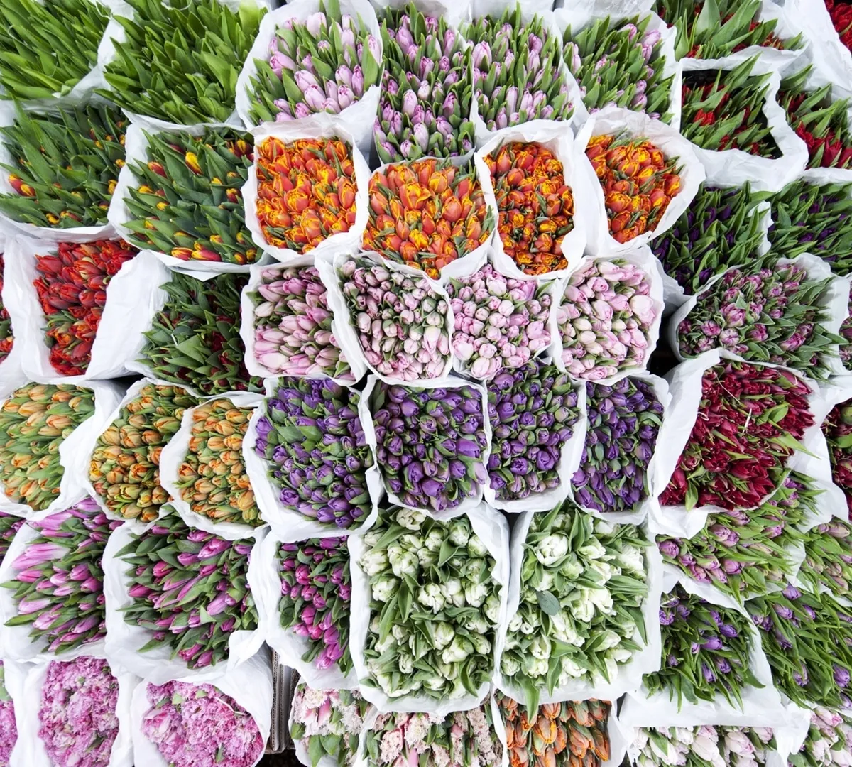 Афиша трансляции Флорист Юлия Гетун – о том, как выбрать букет к 8 Марта