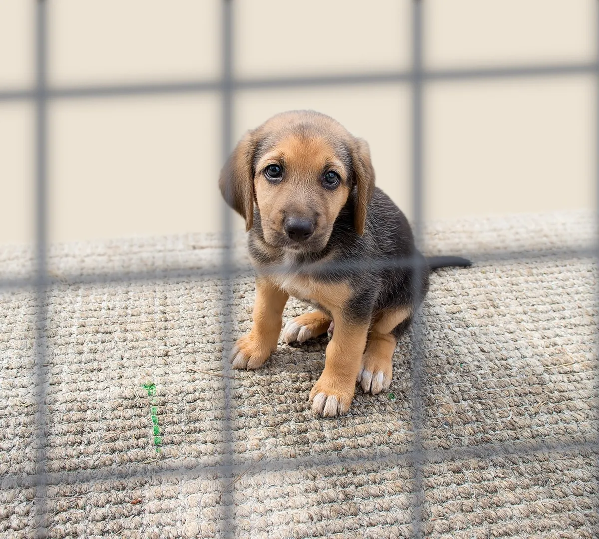 Афиша трансляции Как приютить собаку или кошку