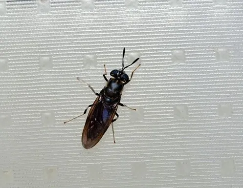 Афиша трансляции Экскурсия на завод, где отходы перерабатываются мухами