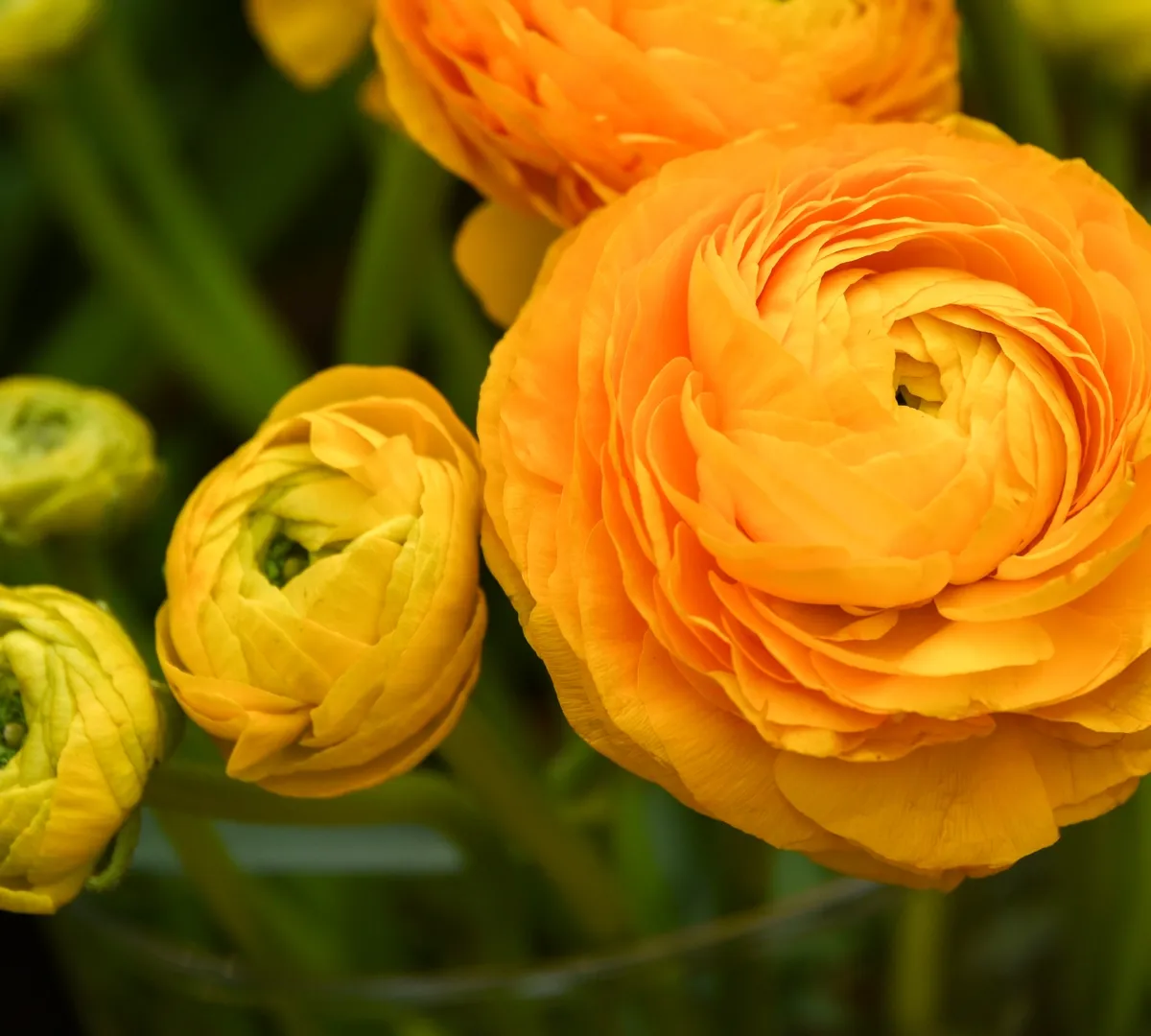 Афиша трансляции Какие цветы не дарят теще и сколько роз обрадует жену