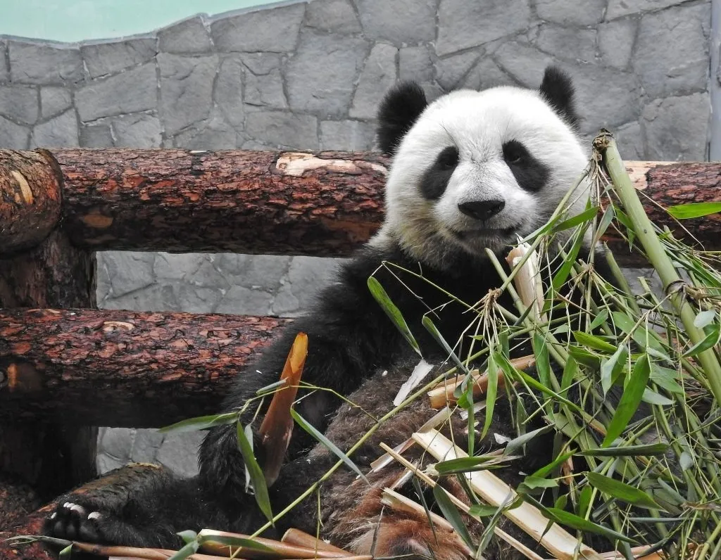 Афиша трансляции Завтрак у китайских панд