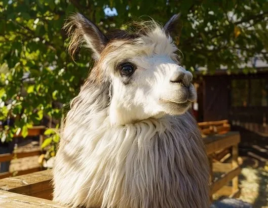 Афиша трансляции Новые обитатели "Городской фермы" на ВДНХ