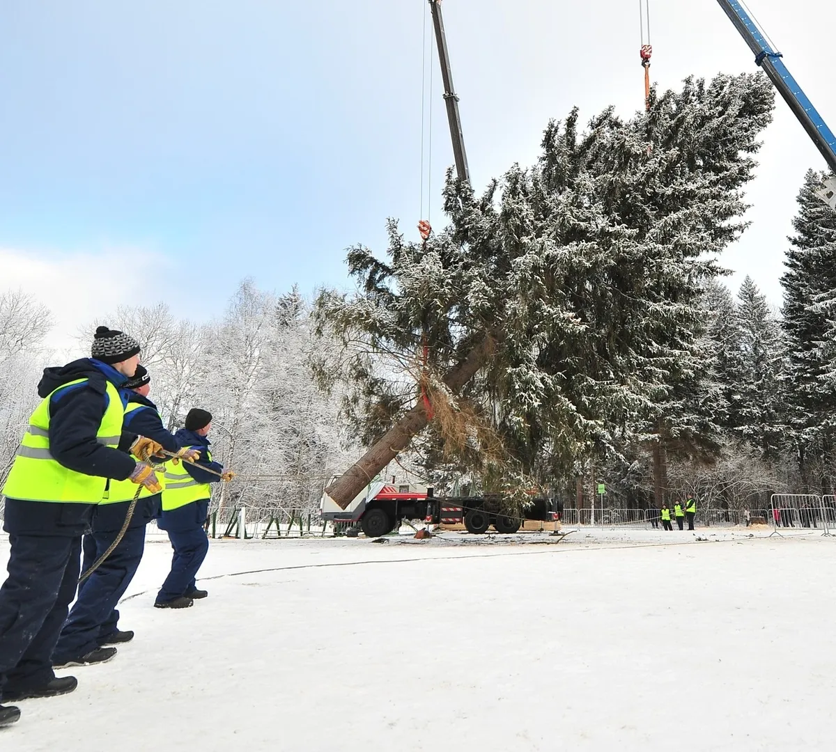 Афиша трансляции Как срубили главную новогоднюю елку страны