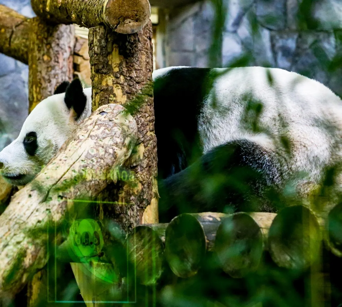 Афиша трансляции Как обитатели столичного зоосада охлаждаются в жару