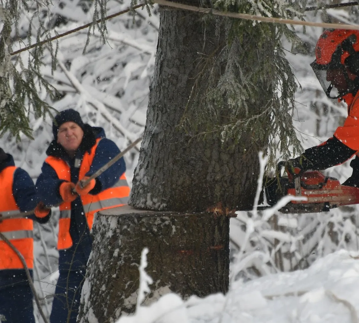Афиша трансляции Главную новогоднюю елку России спилили в Подмосковье