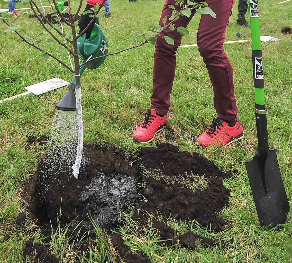 Афиша трансляции Спортсмены сажают деревья в рамках акции "Сад памяти"