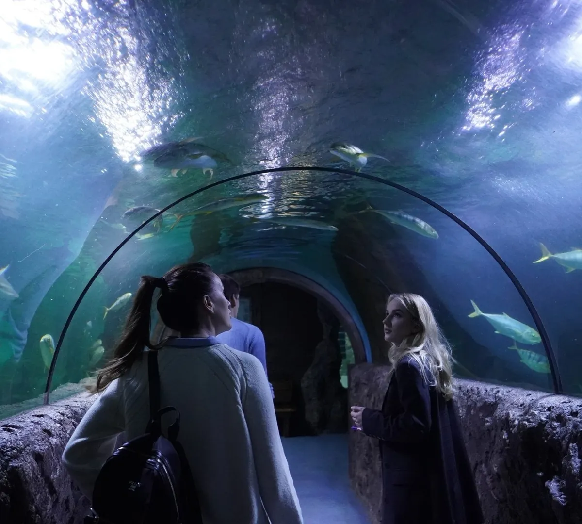 Афиша трансляции Подводный мир в "Океанариуме Рио"