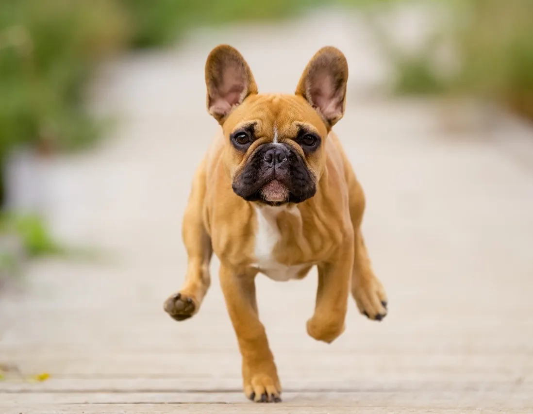 Афиша трансляции Парад французских бульдогов в честь "Дня Франции"