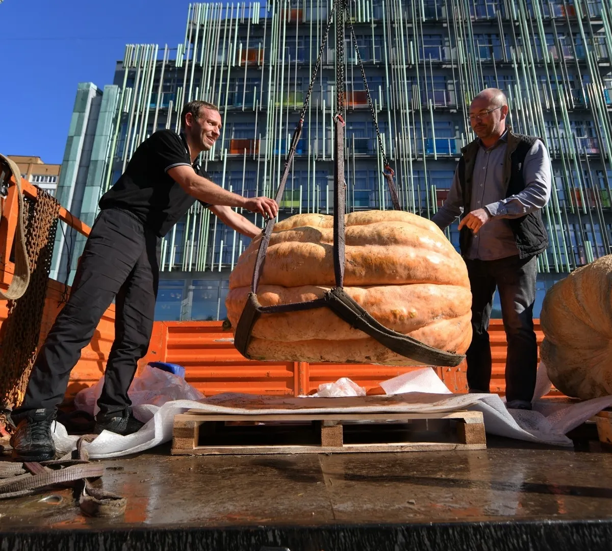 Афиша трансляции Церемония взвешивания овощей-гигантов