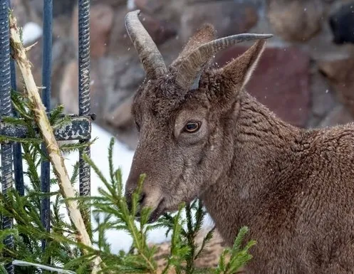 Афиша трансляции Как козлы и туры едят новогодние елки