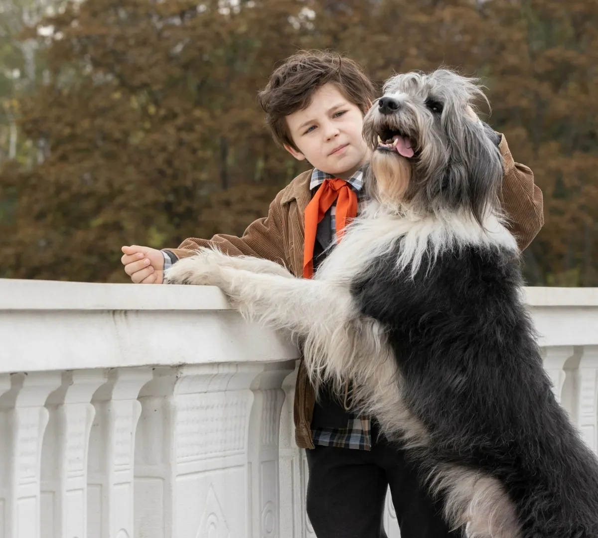 Афиша трансляции Гости показа фильма "Каждый мечтает о собаке"