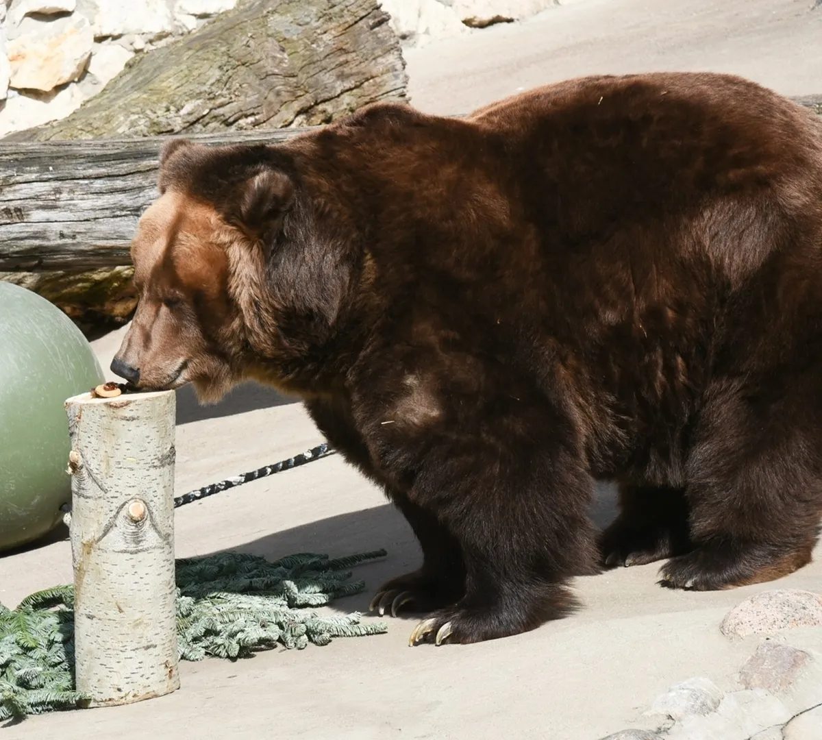 Афиша трансляции Медведи принимают прохладную ванну в Московском зоопарке
