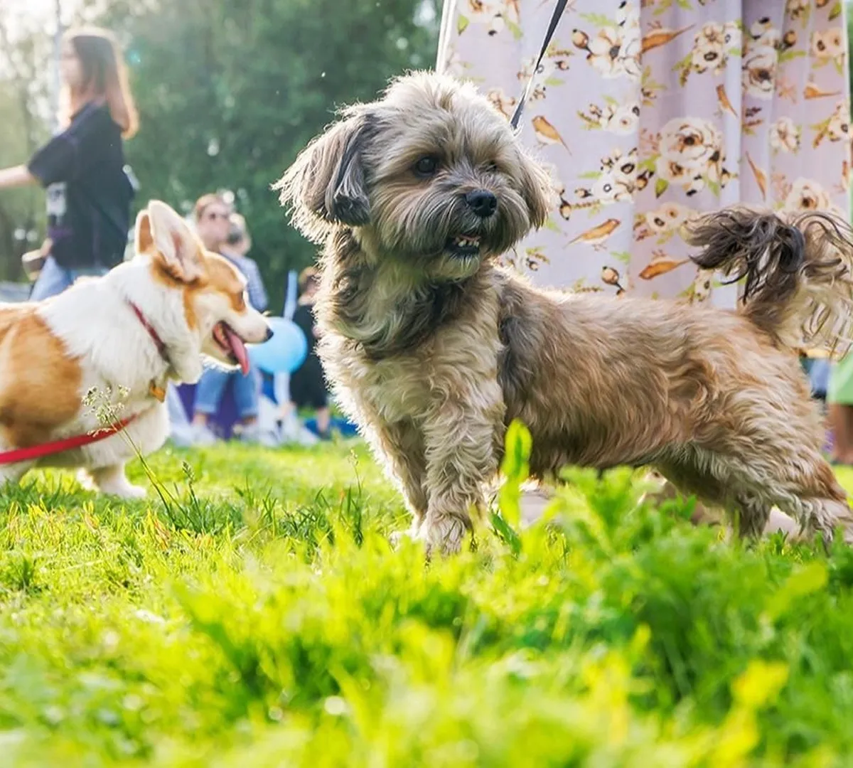 Афиша трансляции Фестиваль домашних животных в саду имени Н. Э. Баумана