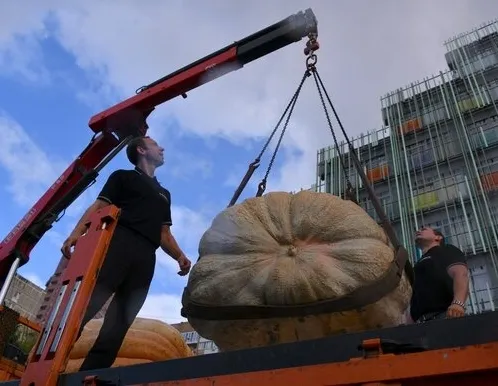 Афиша трансляции Гигантскую тыкву разрезали в "Аптекарском огороде"