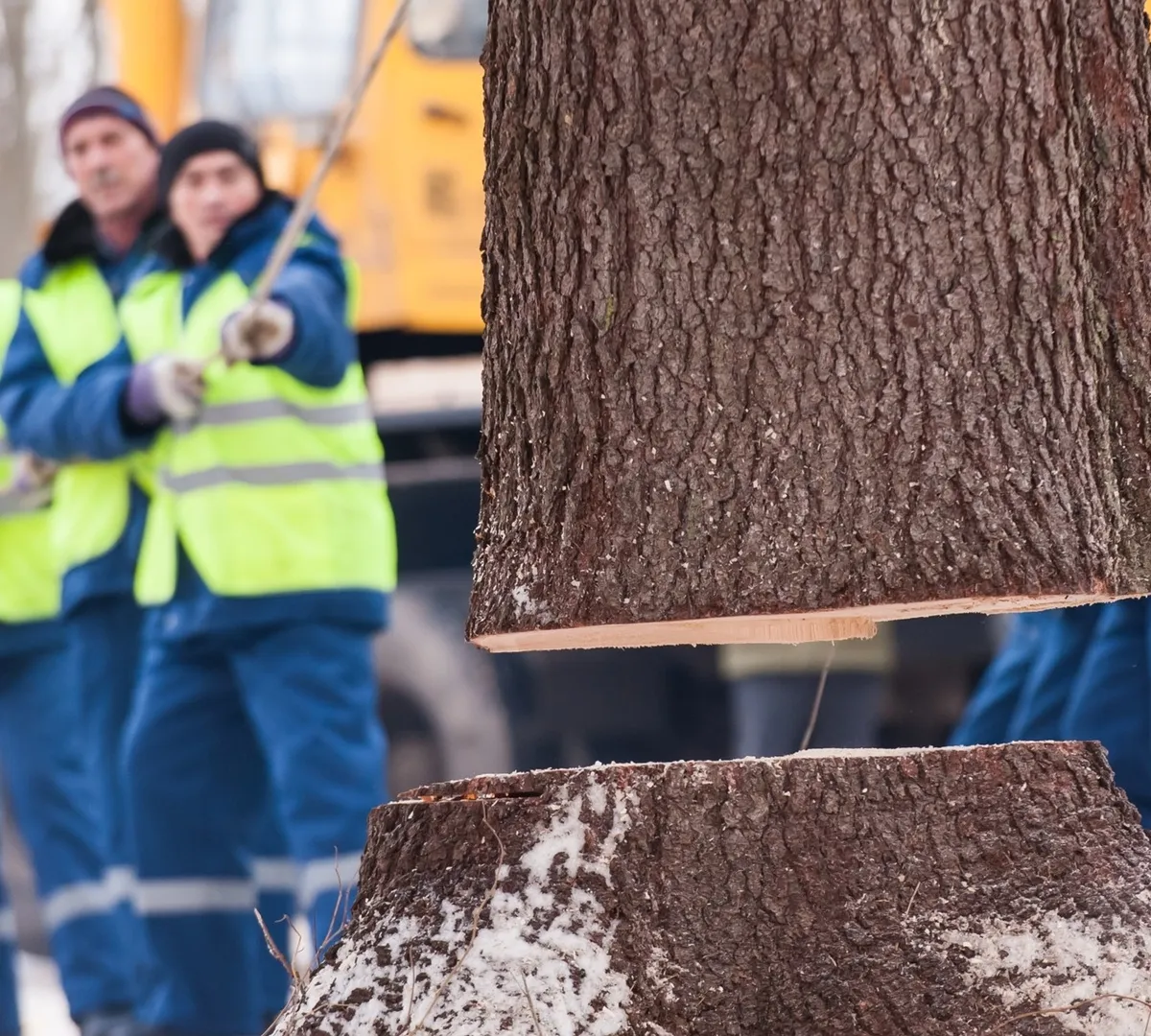 Афиша трансляции Как рубят главную новогоднюю елку страны