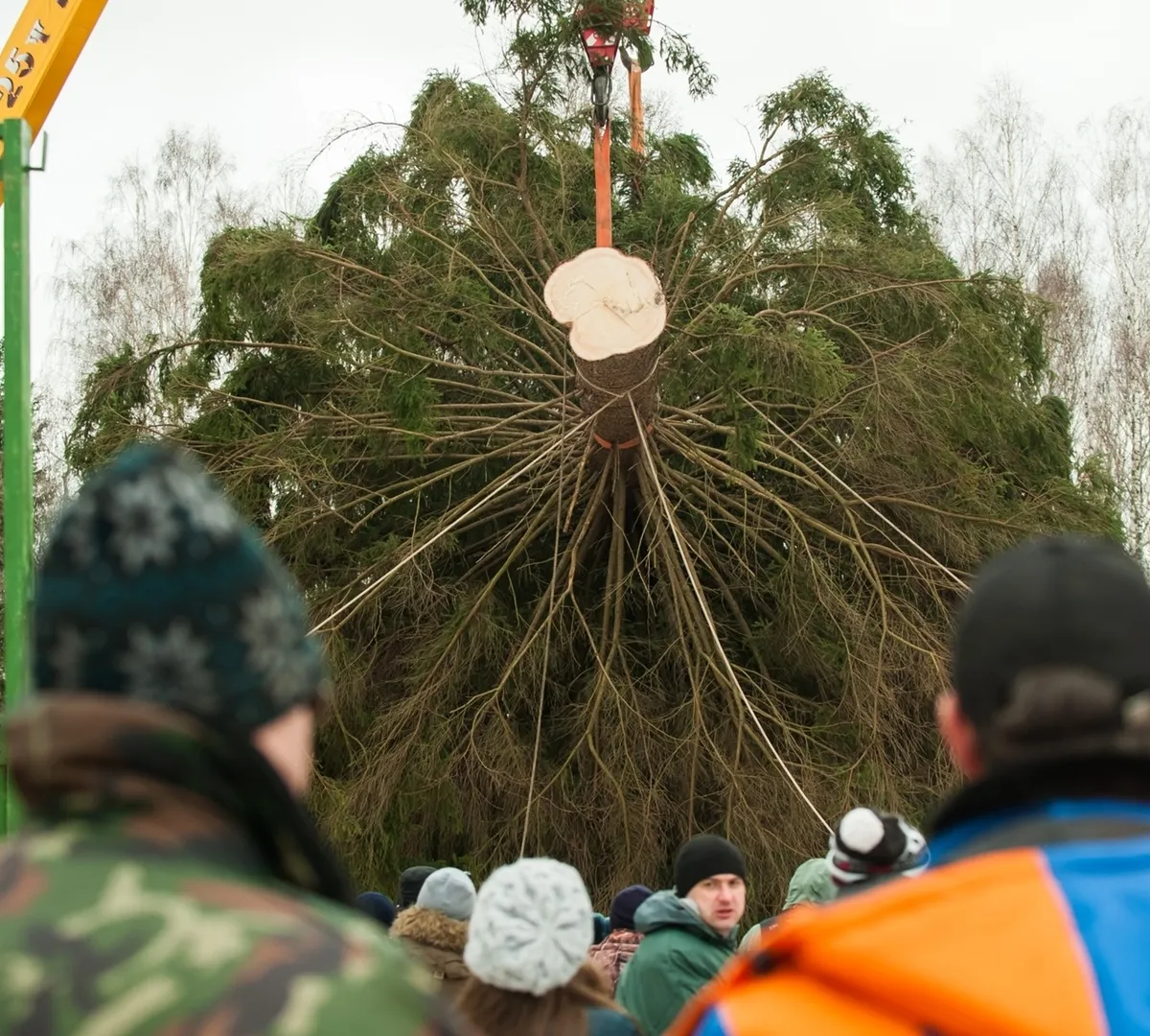 Афиша трансляции Отправка главной новогодней елки из Подмосковья в столицу