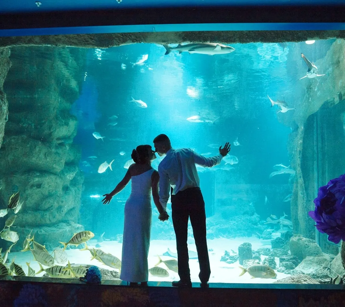 Афиша трансляции Свадьба под водой в "Москвариуме"