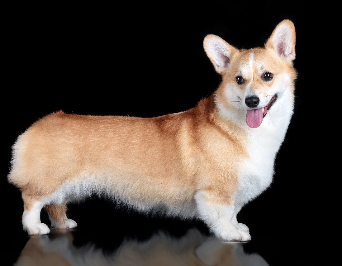 Афиша трансляции Дефиле корги в костюмах фей, королей и фруктов