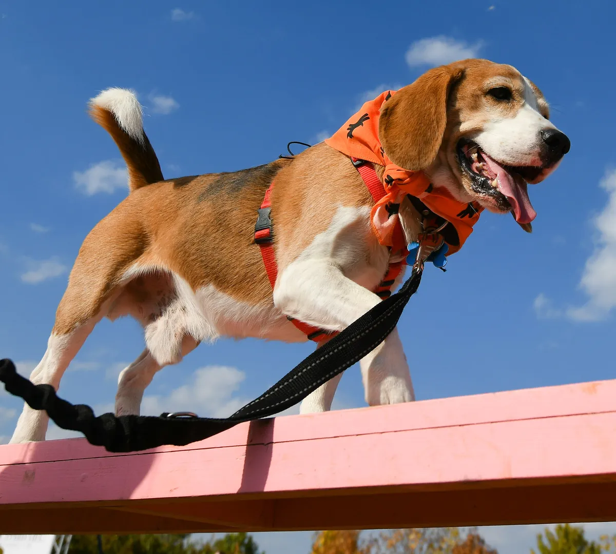 Афиша трансляции Соревнование "Друг, спасатель, защитник"