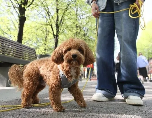 Афиша трансляции Фестиваль "Моспитомец"