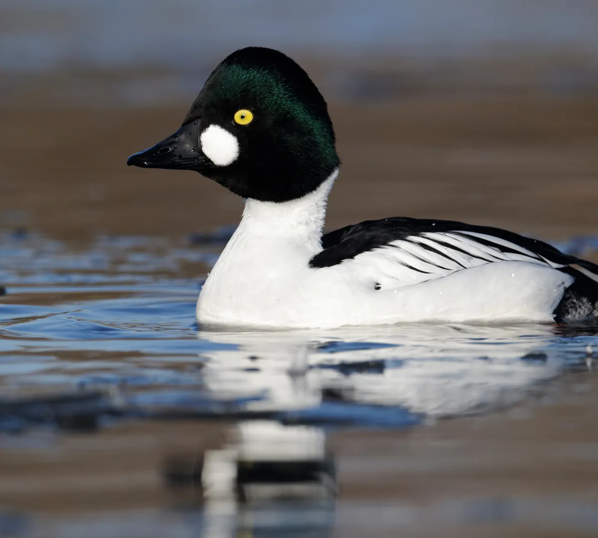 Афиша трансляции Собираем домик для гоголя вместе с Москвой 24