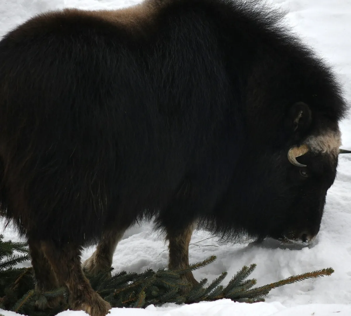 Афиша трансляции Овцебыки участвуют в акции по утилизации новогодних елок