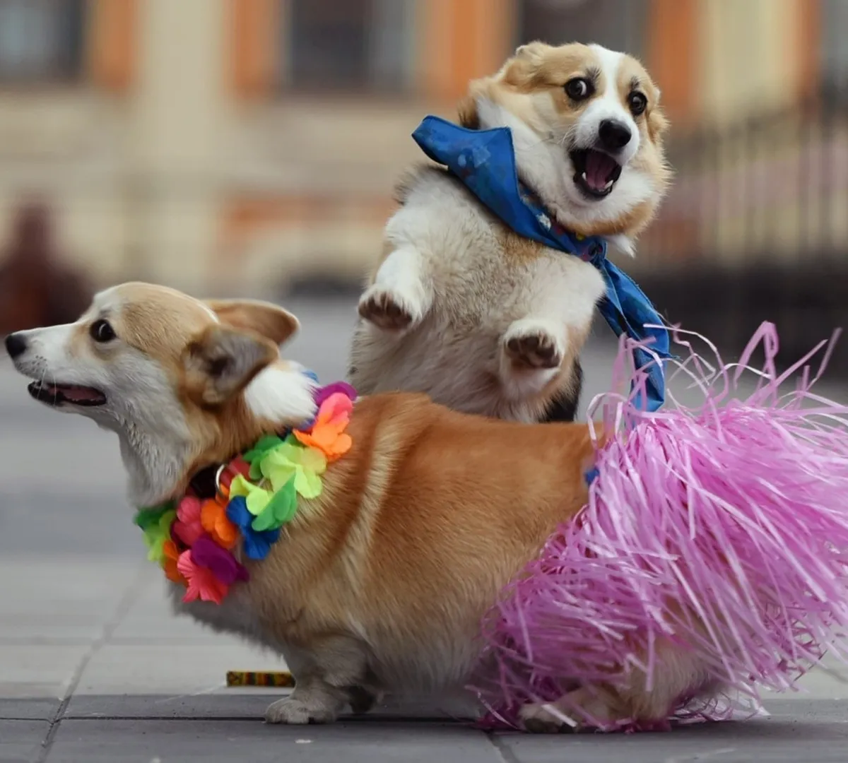 Афиша трансляции Забег корги и тушение пожара на празднике МЧС