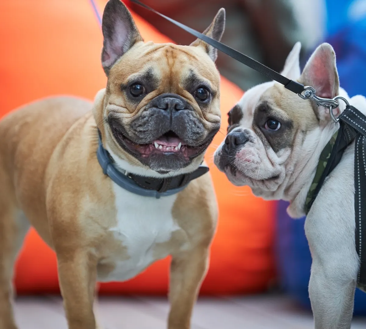 Афиша трансляции Парад французских бульдогов