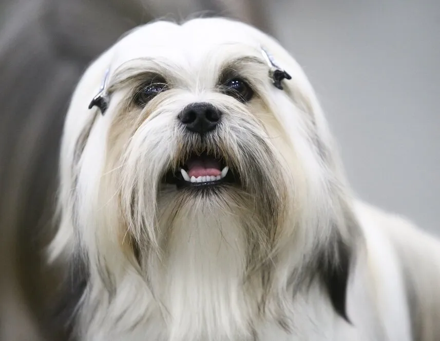 Афиша трансляции Выставка собак всех пород