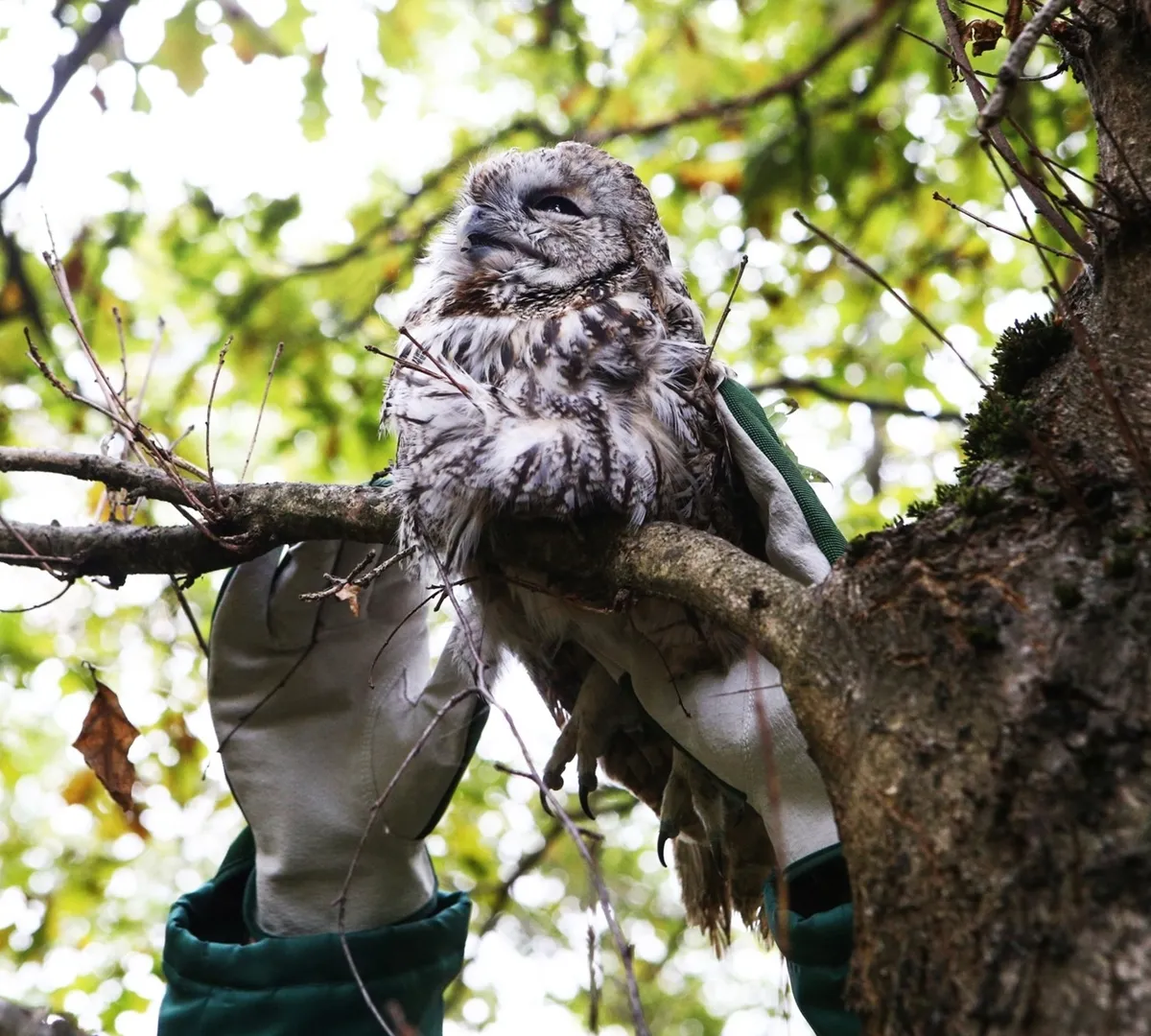 Афиша трансляции Возвращение диких животных в естественную среду