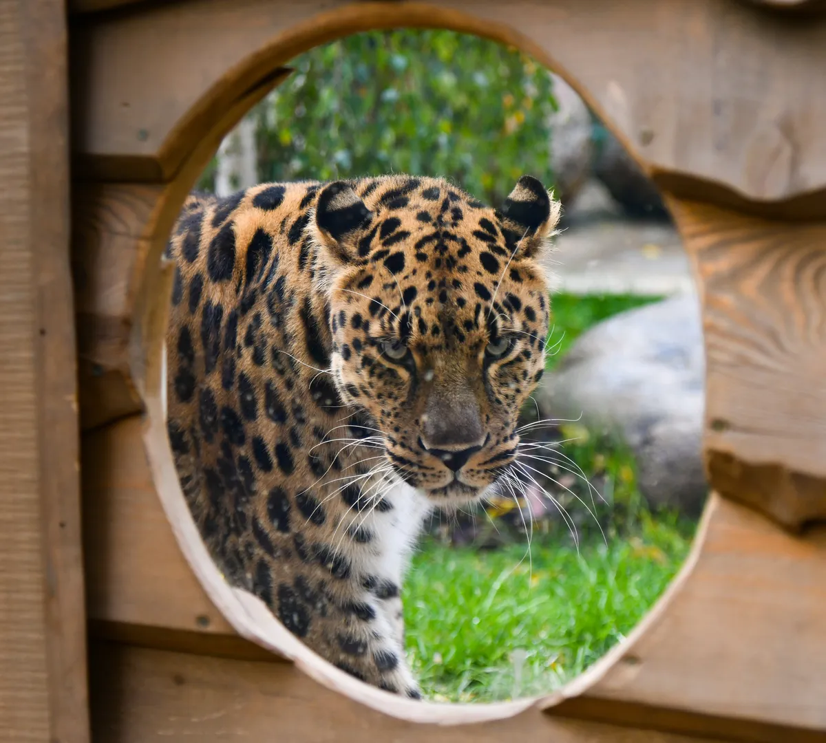 Афиша трансляции Подготовка к зиме в Московском зоопарке
