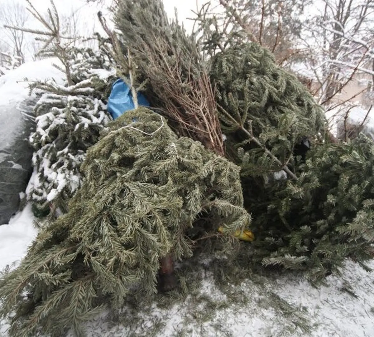 Афиша трансляции Как проходит акция по сбору елок в столичном зоопарке