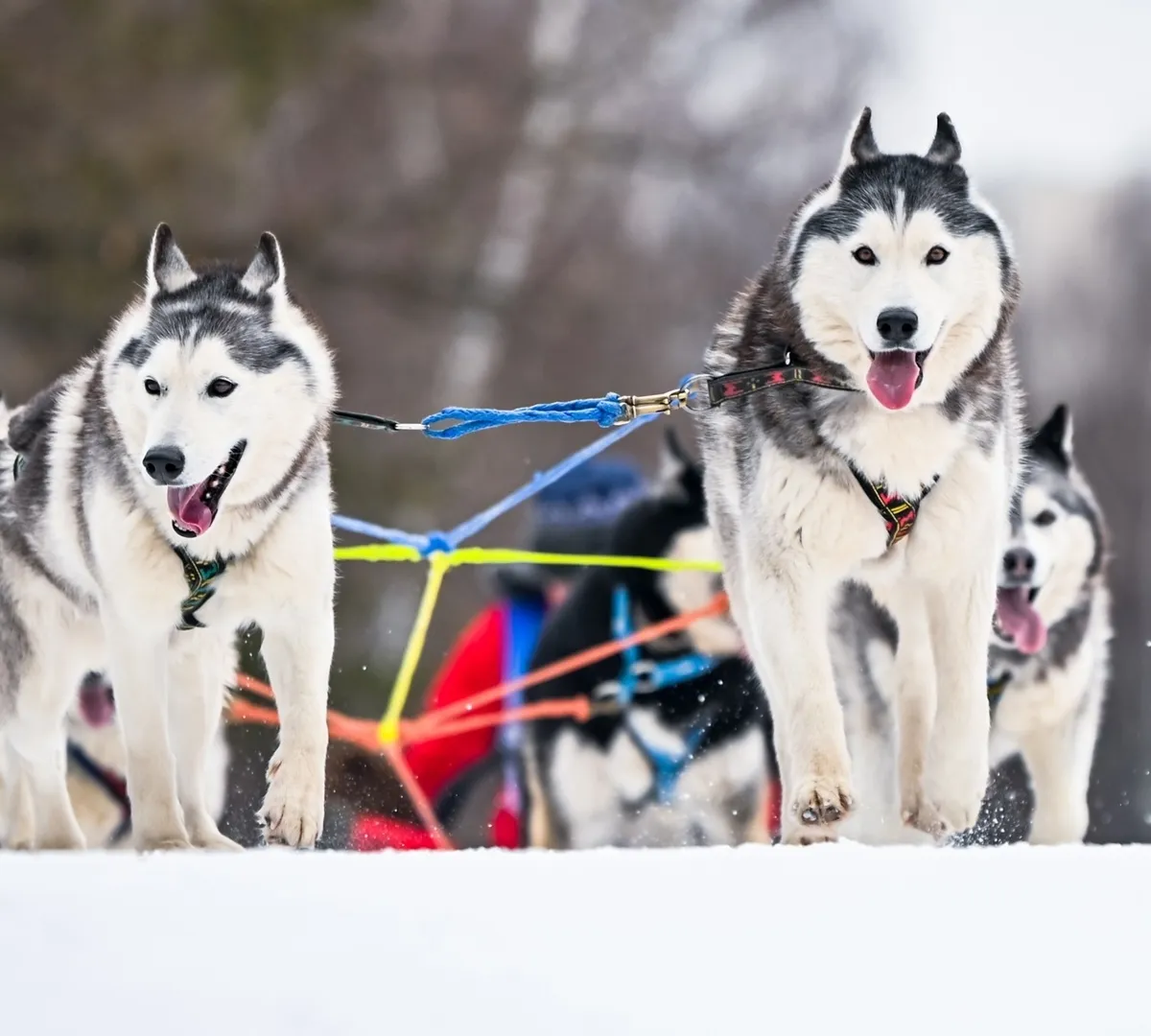 Афиша трансляции Гонка на собачьих упряжках