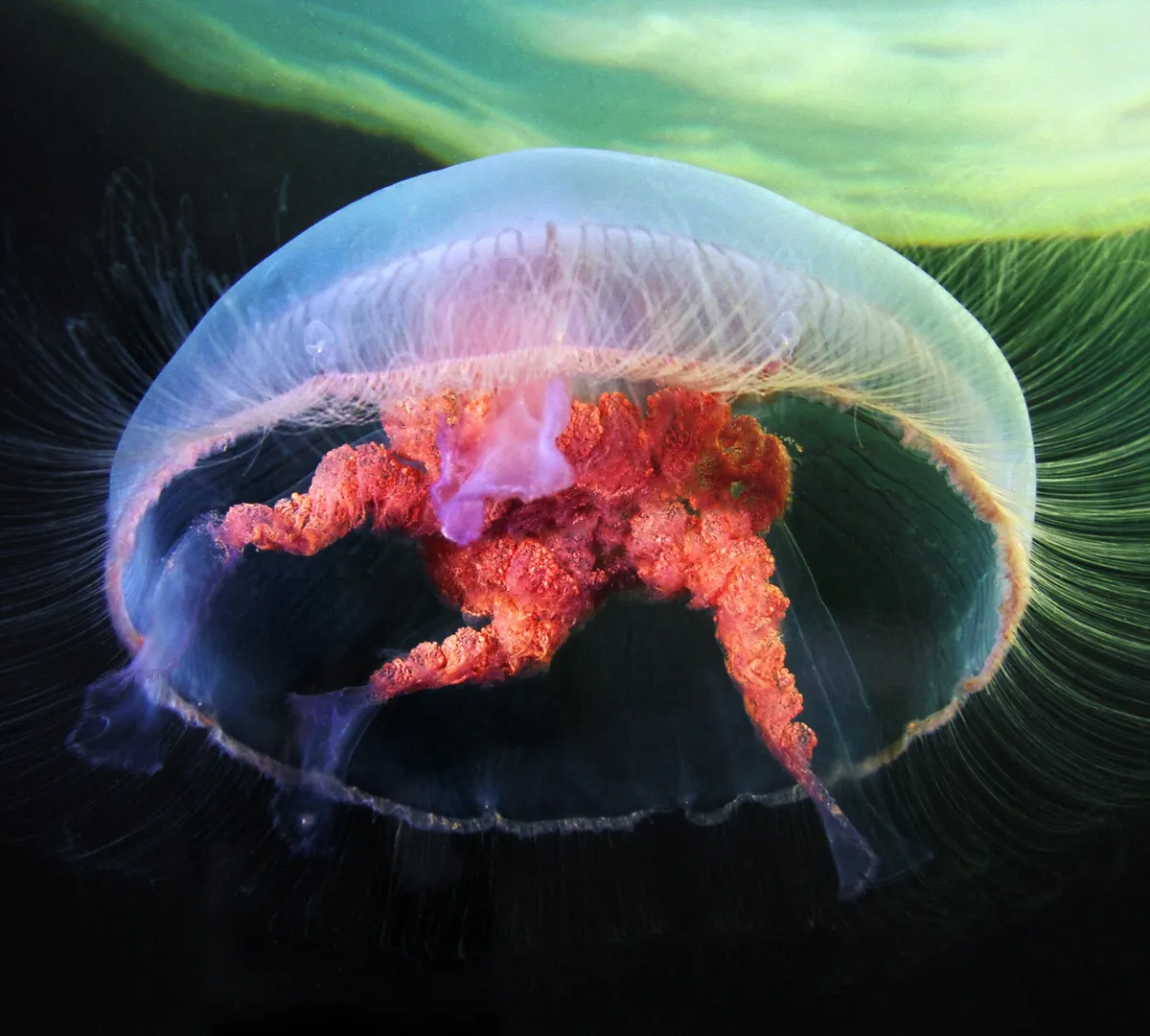 Афиша трансляции "Научные бои": Зинаида Осипова – о светящихся животных