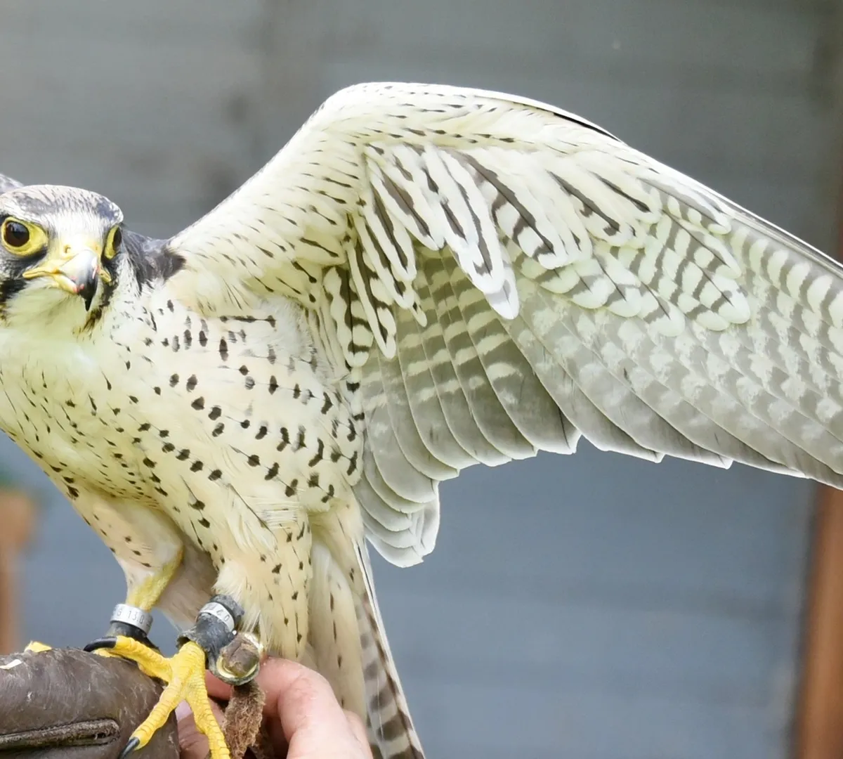 Афиша трансляции Покажем открытие первой в мире станции соколиной почты