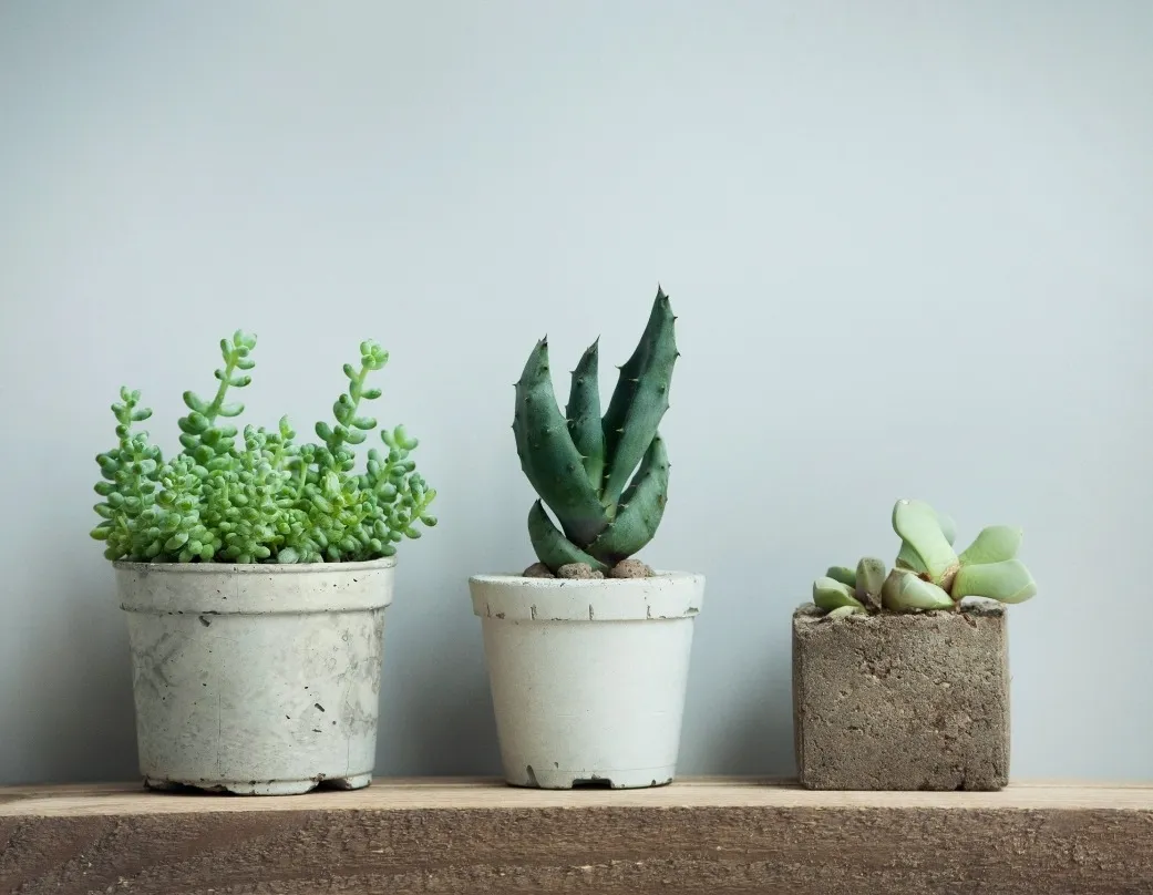 Афиша трансляции Как по-новогоднему расписать бетонное кашпо