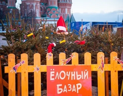 Афиша трансляции Как выбрать качественную и свежую елку