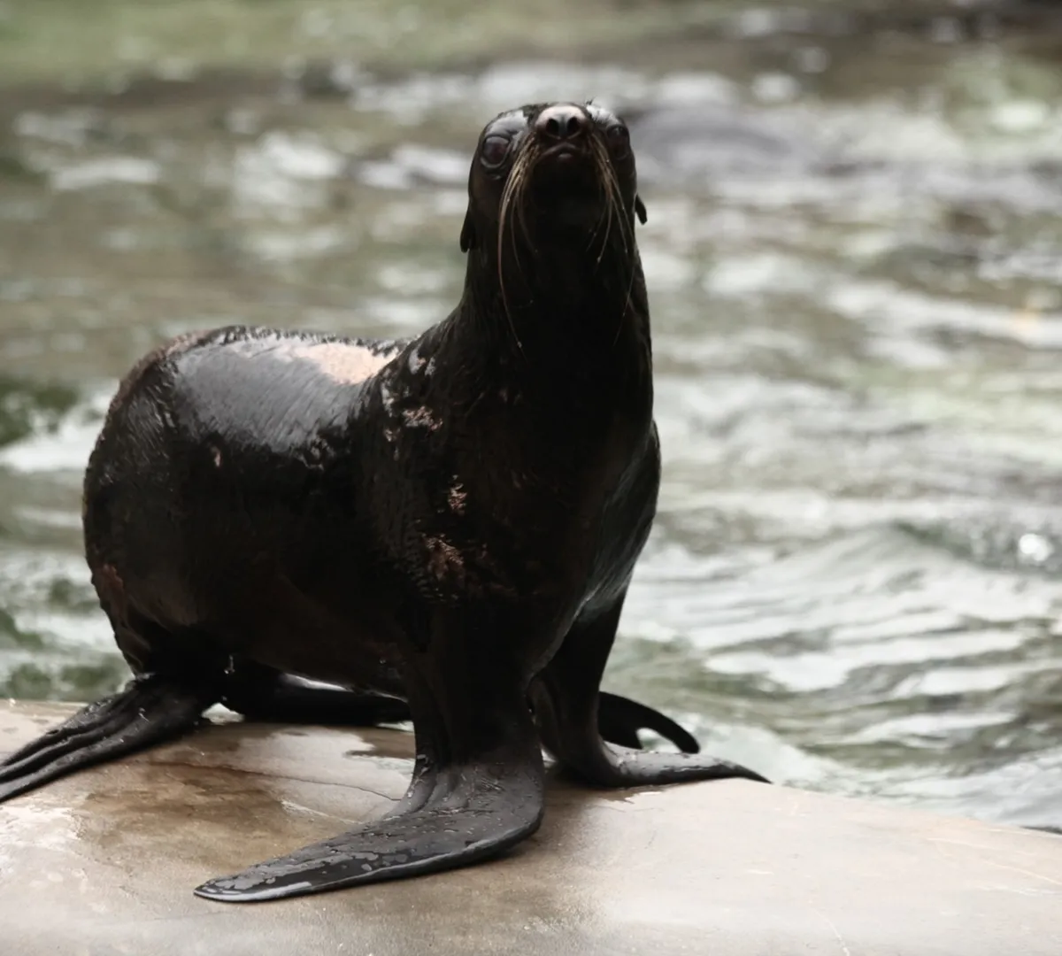 Афиша трансляции Кормление северного морского котика в зоопарке