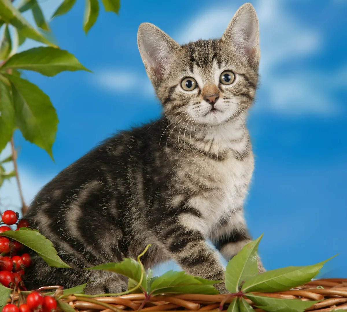 Афиша трансляции Почему мы любим котиков