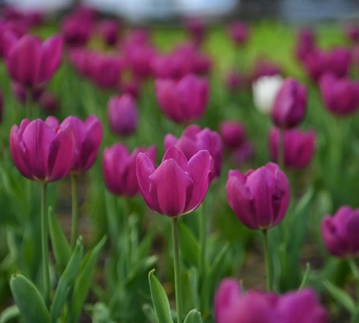Афиша трансляции Высадка  тюльпанов на Поклонной горе