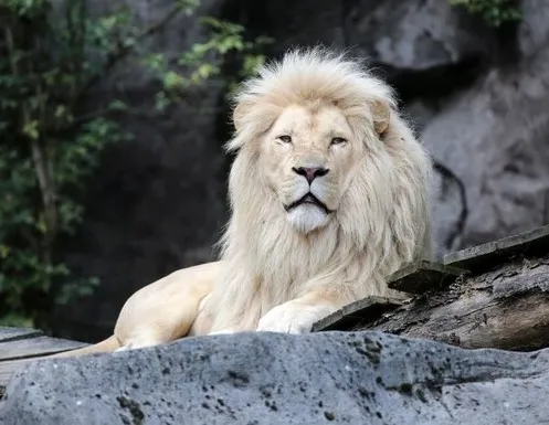 Афиша трансляции Как проходит завтрак у царя зверей