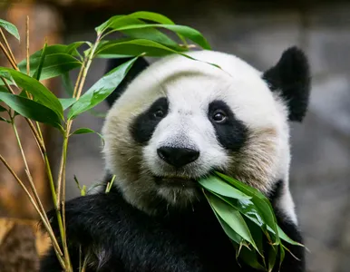 Афиша рубрики животные